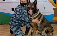 Пес из России получил итальянскую премию "Собачья верность" за спасение маленькой девочки от насильника